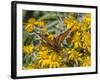 Butterfly on wildflower, El Rosario Monarch Butterfly Reserve, Mexico-Howie Garber-Framed Photographic Print