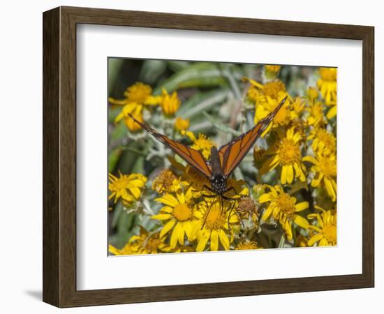 Butterfly on wildflower, El Rosario Monarch Butterfly Reserve, Mexico-Howie Garber-Framed Photographic Print