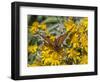 Butterfly on wildflower, El Rosario Monarch Butterfly Reserve, Mexico-Howie Garber-Framed Photographic Print