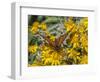 Butterfly on wildflower, El Rosario Monarch Butterfly Reserve, Mexico-Howie Garber-Framed Photographic Print