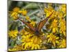 Butterfly on wildflower, El Rosario Monarch Butterfly Reserve, Mexico-Howie Garber-Mounted Photographic Print