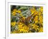 Butterfly on wildflower, El Rosario Monarch Butterfly Reserve, Mexico-Howie Garber-Framed Photographic Print