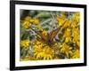 Butterfly on wildflower, El Rosario Monarch Butterfly Reserve, Mexico-Howie Garber-Framed Photographic Print