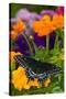 Butterfly on Yellow Flowers-Darrell Gulin-Stretched Canvas