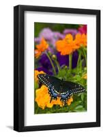 Butterfly on Yellow Flowers-Darrell Gulin-Framed Photographic Print