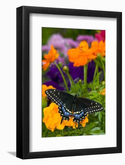 Butterfly on Yellow Flowers-Darrell Gulin-Framed Photographic Print