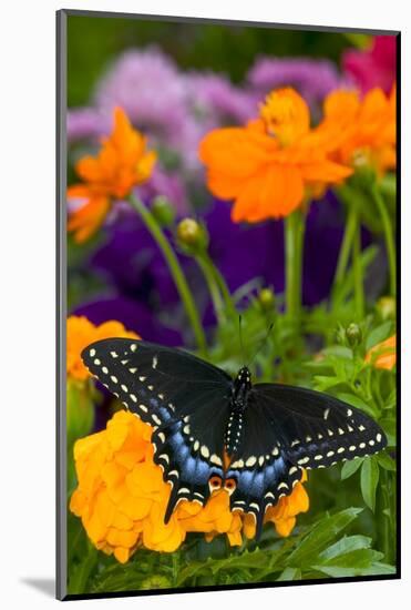 Butterfly on Yellow Flowers-Darrell Gulin-Mounted Photographic Print