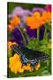 Butterfly on Yellow Flowers-Darrell Gulin-Stretched Canvas