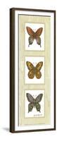 Butterfly Panel-unknown Sibley-Framed Premium Giclee Print