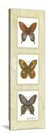 Butterfly Panel-unknown Sibley-Stretched Canvas