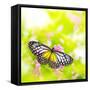 Butterfly. Parantica Aspasia (Yellow Glassy Tiger) Feeding On Flower-szefei-Framed Stretched Canvas