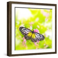 Butterfly. Parantica Aspasia (Yellow Glassy Tiger) Feeding On Flower-szefei-Framed Photographic Print