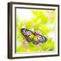 Butterfly. Parantica Aspasia (Yellow Glassy Tiger) Feeding On Flower-szefei-Framed Photographic Print