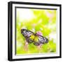 Butterfly. Parantica Aspasia (Yellow Glassy Tiger) Feeding On Flower-szefei-Framed Photographic Print