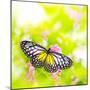 Butterfly. Parantica Aspasia (Yellow Glassy Tiger) Feeding On Flower-szefei-Mounted Photographic Print