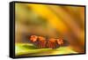 Butterfly passion flower butterfly, Heliconius, sits on leaves-Alexander Georgiadis-Framed Stretched Canvas