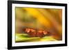 Butterfly passion flower butterfly, Heliconius, sits on leaves-Alexander Georgiadis-Framed Photographic Print