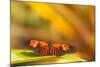 Butterfly passion flower butterfly, Heliconius, sits on leaves-Alexander Georgiadis-Mounted Photographic Print
