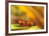 Butterfly passion flower butterfly, Heliconius, sits on leaves-Alexander Georgiadis-Framed Photographic Print