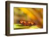 Butterfly passion flower butterfly, Heliconius, sits on leaves-Alexander Georgiadis-Framed Premium Photographic Print