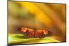 Butterfly passion flower butterfly, Heliconius, sits on leaves-Alexander Georgiadis-Mounted Premium Photographic Print