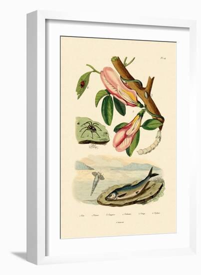 Butterfly Pea, 1833-39-null-Framed Giclee Print
