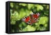 Butterfly, Peacock Resting on Flower in Garden-null-Framed Stretched Canvas