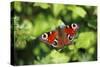 Butterfly, Peacock Resting on Flower in Garden-null-Stretched Canvas