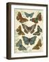 Butterfly Plate-Jean Plout-Framed Giclee Print