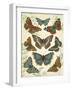 Butterfly Plate-Jean Plout-Framed Giclee Print