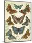 Butterfly Plate-Jean Plout-Mounted Giclee Print