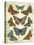 Butterfly Plate-Jean Plout-Stretched Canvas