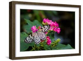 Butterfly pollinating flower in a garden, Butterfly Rainforest, Gainesville, Florida, USA-null-Framed Photographic Print