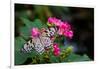 Butterfly pollinating flower in a garden, Butterfly Rainforest, Gainesville, Florida, USA-null-Framed Photographic Print