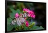 Butterfly pollinating flower in a garden, Butterfly Rainforest, Gainesville, Florida, USA-null-Framed Photographic Print