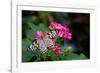 Butterfly pollinating flower in a garden, Butterfly Rainforest, Gainesville, Florida, USA-null-Framed Photographic Print