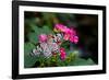 Butterfly pollinating flower in a garden, Butterfly Rainforest, Gainesville, Florida, USA-null-Framed Photographic Print