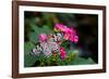 Butterfly pollinating flower in a garden, Butterfly Rainforest, Gainesville, Florida, USA-null-Framed Photographic Print