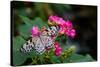 Butterfly pollinating flower in a garden, Butterfly Rainforest, Gainesville, Florida, USA-null-Stretched Canvas