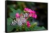 Butterfly pollinating flower in a garden, Butterfly Rainforest, Gainesville, Florida, USA-null-Framed Stretched Canvas