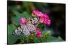 Butterfly pollinating flower in a garden, Butterfly Rainforest, Gainesville, Florida, USA-null-Stretched Canvas