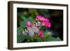 Butterfly pollinating flower in a garden, Butterfly Rainforest, Gainesville, Florida, USA-null-Framed Premium Photographic Print