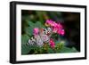 Butterfly pollinating flower in a garden, Butterfly Rainforest, Gainesville, Florida, USA-null-Framed Premium Photographic Print