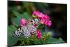 Butterfly pollinating flower in a garden, Butterfly Rainforest, Gainesville, Florida, USA-null-Mounted Premium Photographic Print