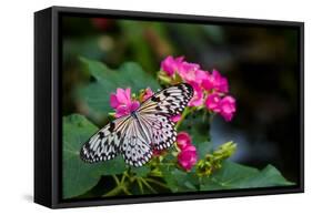 Butterfly pollinating flower in a garden, Butterfly Rainforest, Gainesville, Florida, USA-null-Framed Stretched Canvas