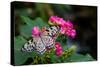 Butterfly pollinating flower in a garden, Butterfly Rainforest, Gainesville, Florida, USA-null-Stretched Canvas