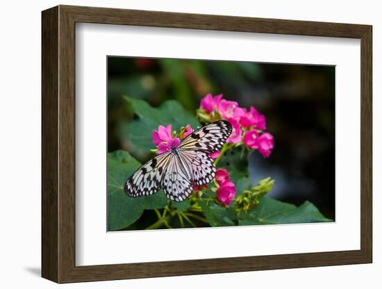 Butterfly pollinating flower in a garden, Butterfly Rainforest, Gainesville, Florida, USA-null-Framed Photographic Print