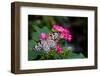 Butterfly pollinating flower in a garden, Butterfly Rainforest, Gainesville, Florida, USA-null-Framed Photographic Print