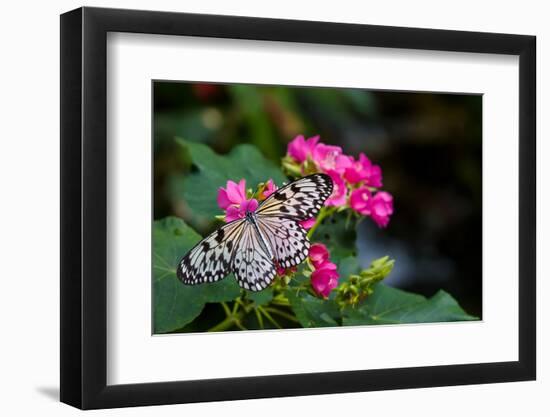 Butterfly pollinating flower in a garden, Butterfly Rainforest, Gainesville, Florida, USA-null-Framed Photographic Print