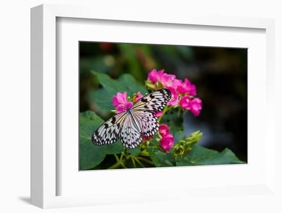 Butterfly pollinating flower in a garden, Butterfly Rainforest, Gainesville, Florida, USA-null-Framed Photographic Print